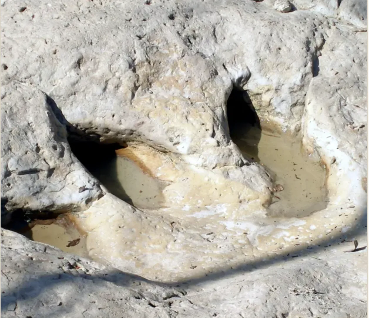 Dinosaur footprint in limestone at Dinosaur Valley State Park in Glen Rose Texas