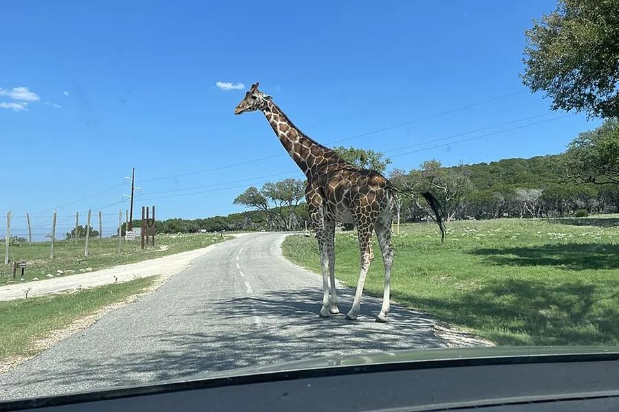 Giraffe on the drive through road at Fossil Rim Wildlife Center near Glen Rose Texas